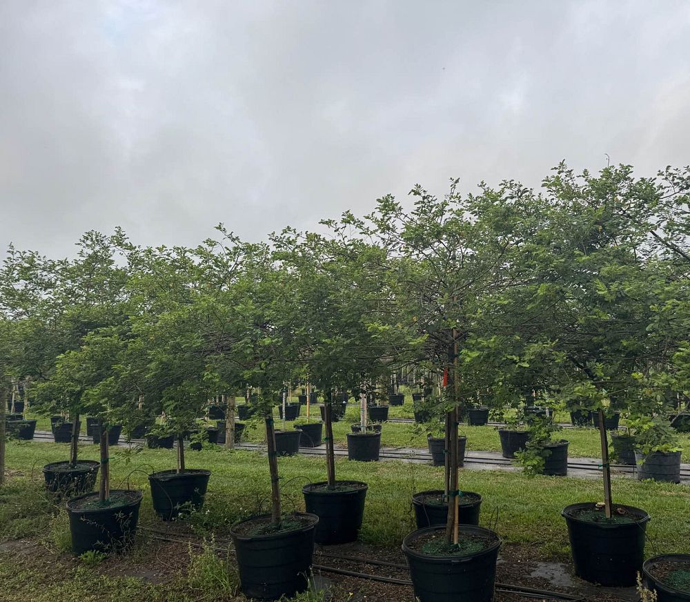 senna-surattensis-cassia-surattensis-glaucous-cassia