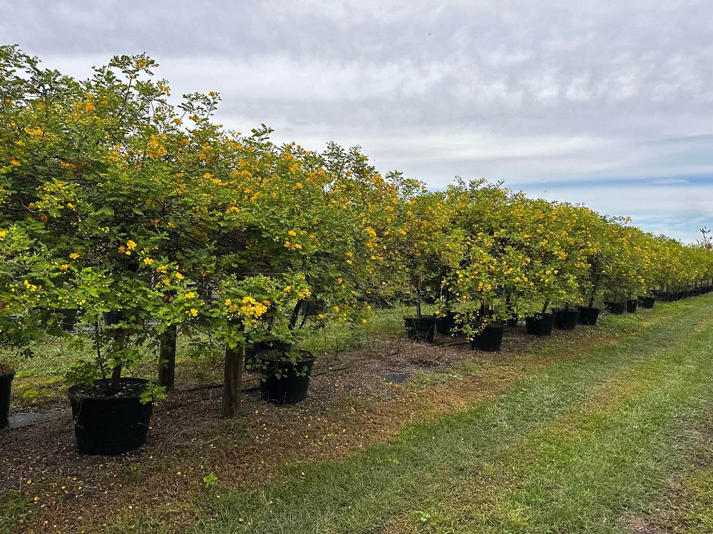 senna-surattensis-cassia-surattensis-glaucous-cassia