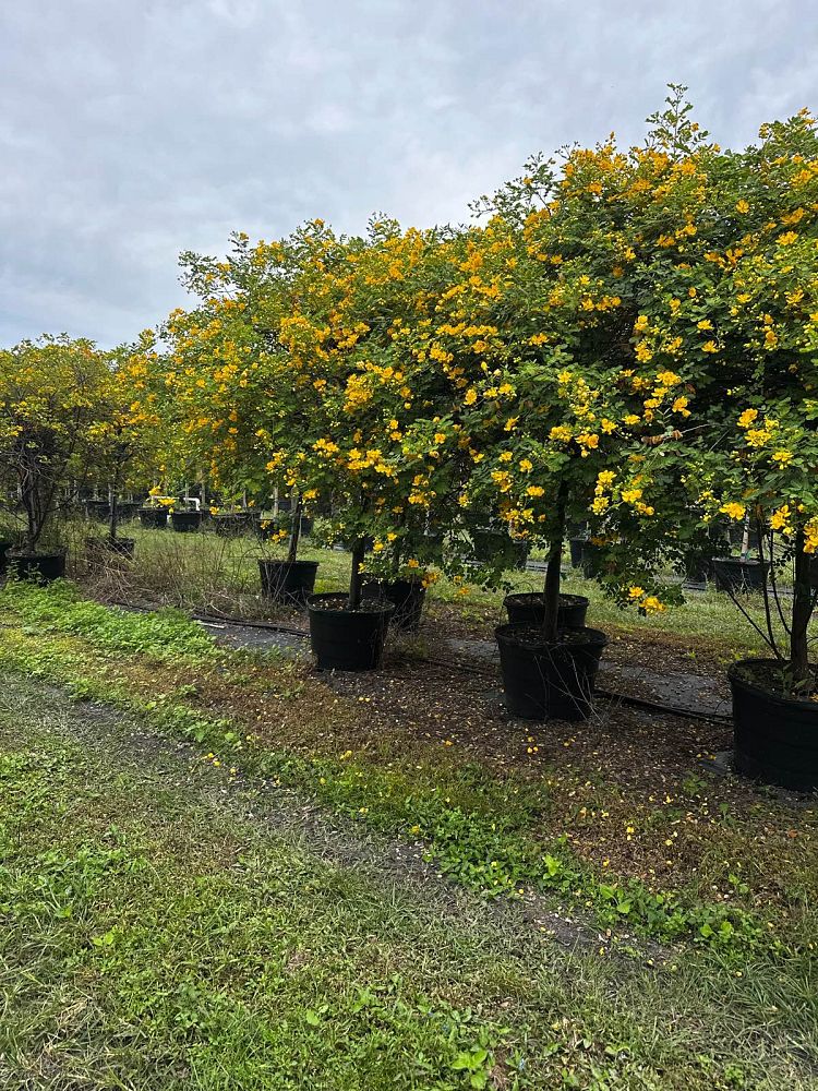 senna-surattensis-cassia-surattensis-glaucous-cassia