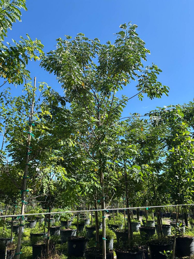senna-surattensis-cassia-surattensis-glaucous-cassia
