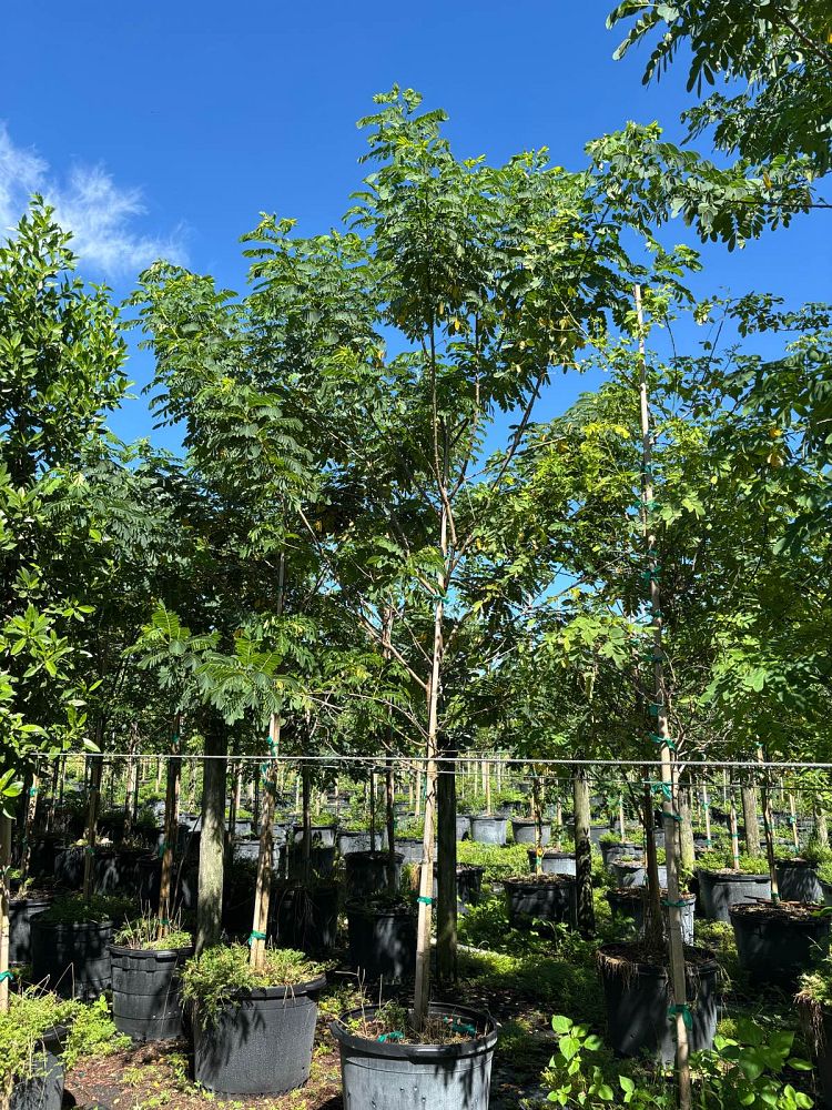 senna-surattensis-cassia-surattensis-glaucous-cassia