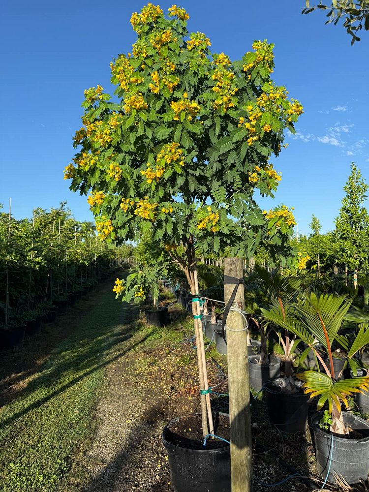 senna-surattensis-cassia-surattensis-glaucous-cassia