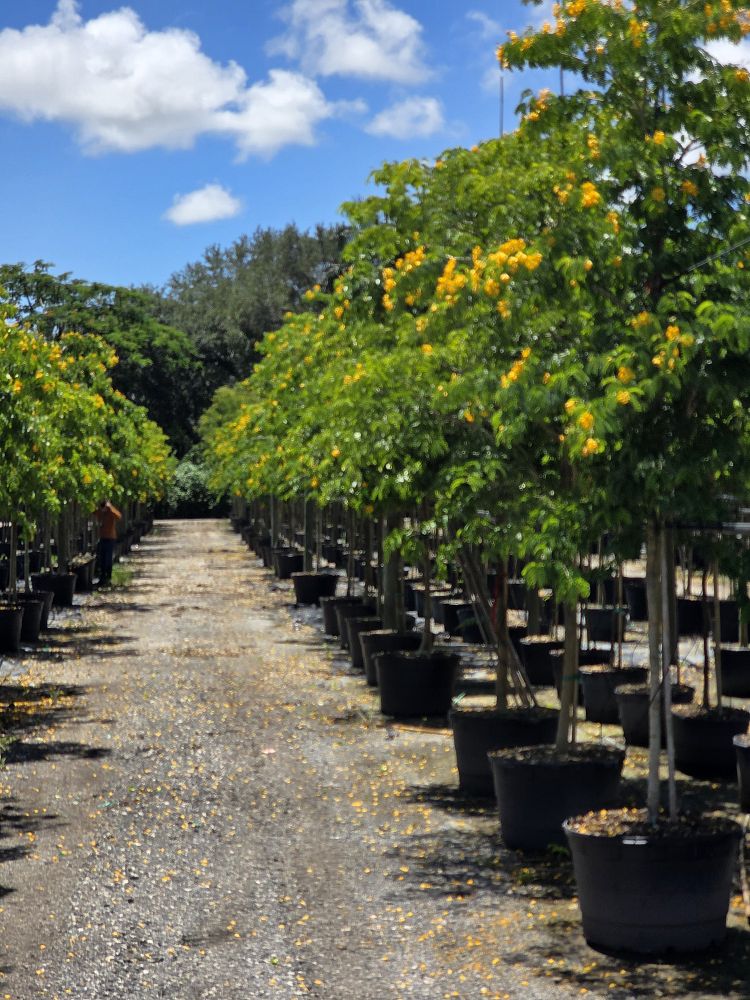 senna-surattensis-cassia-surattensis-glaucous-cassia