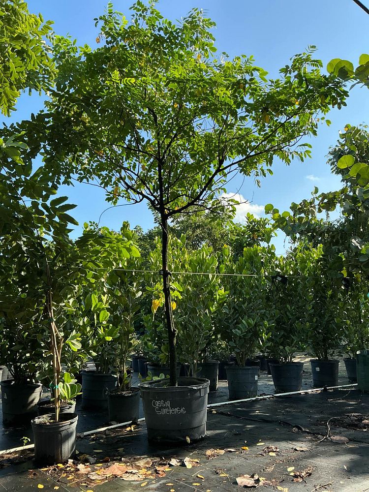 senna-surattensis-cassia-surattensis-glaucous-cassia