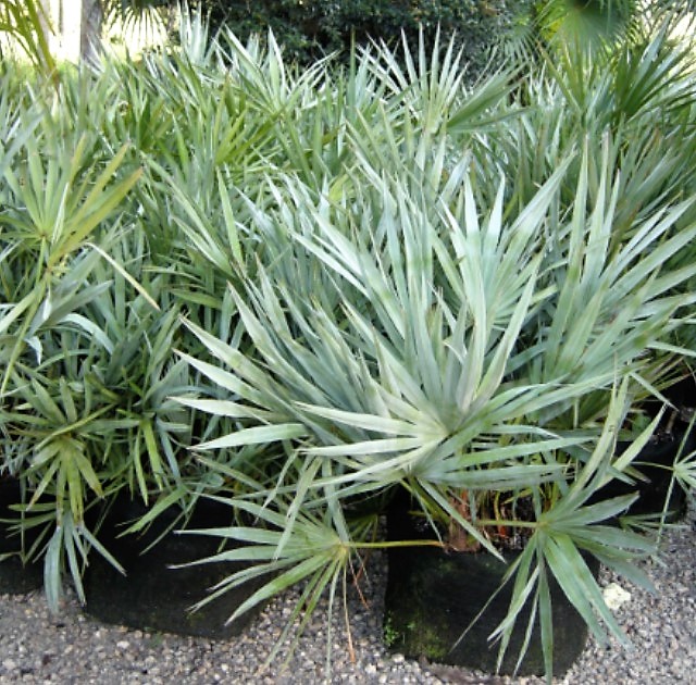 Locate & Find Wholesale Plants