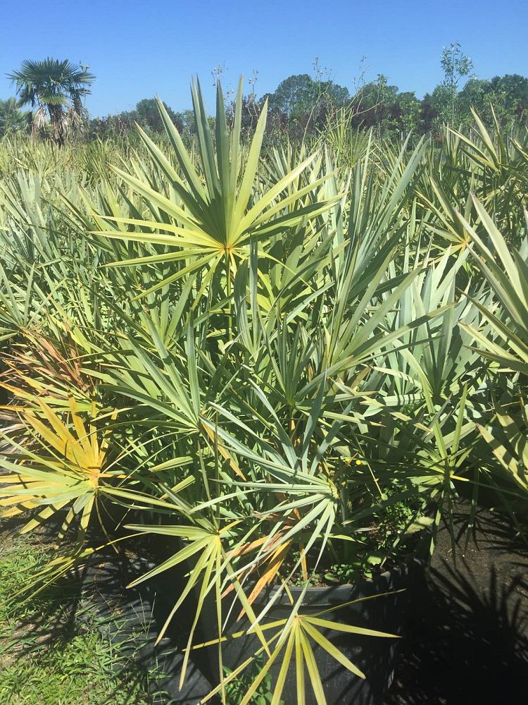 serenoa-repens-cinerea-silver-saw-palmetto
