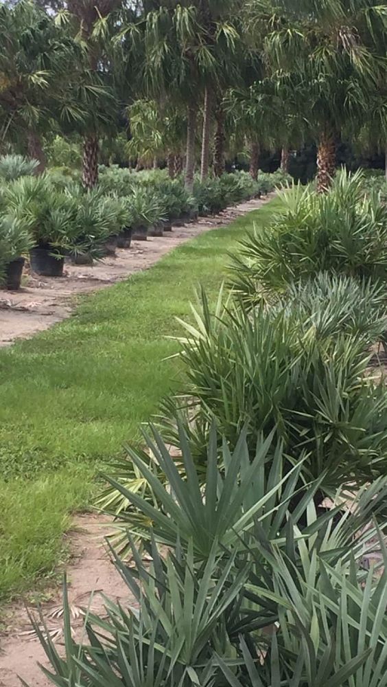 serenoa-repens-cinerea-silver-saw-palmetto