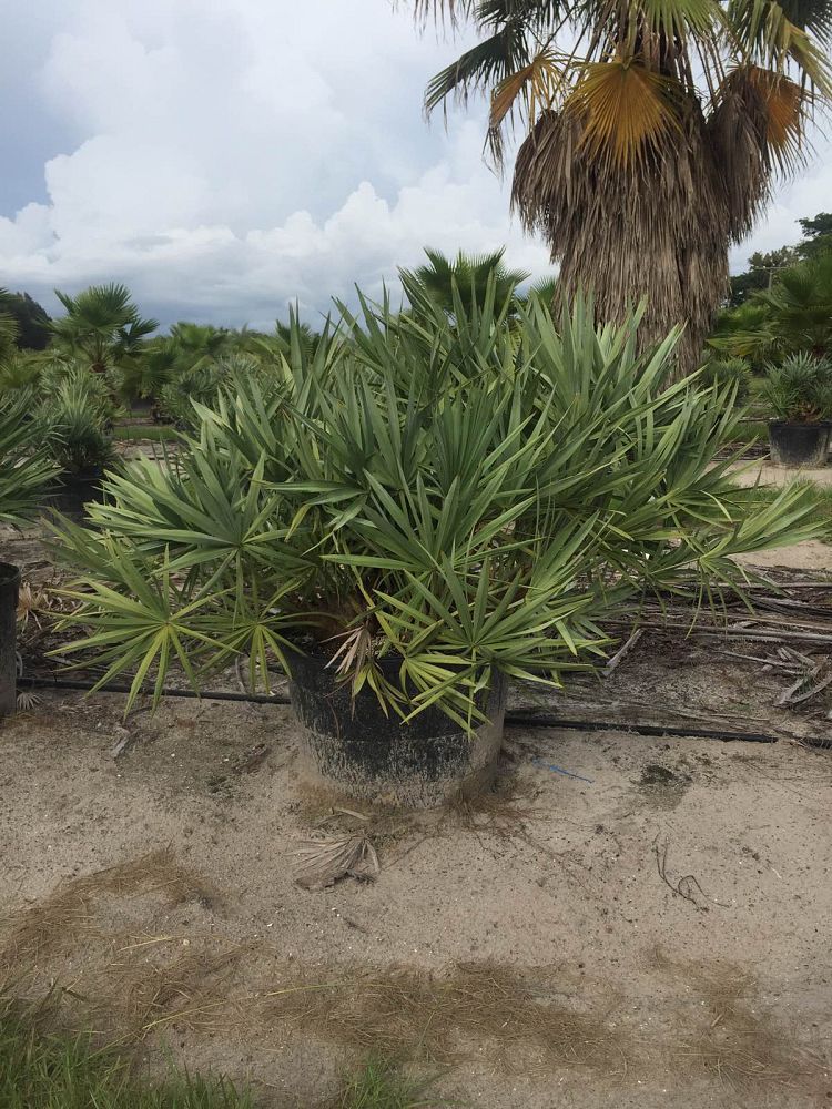 serenoa-repens-cinerea-silver-saw-palmetto