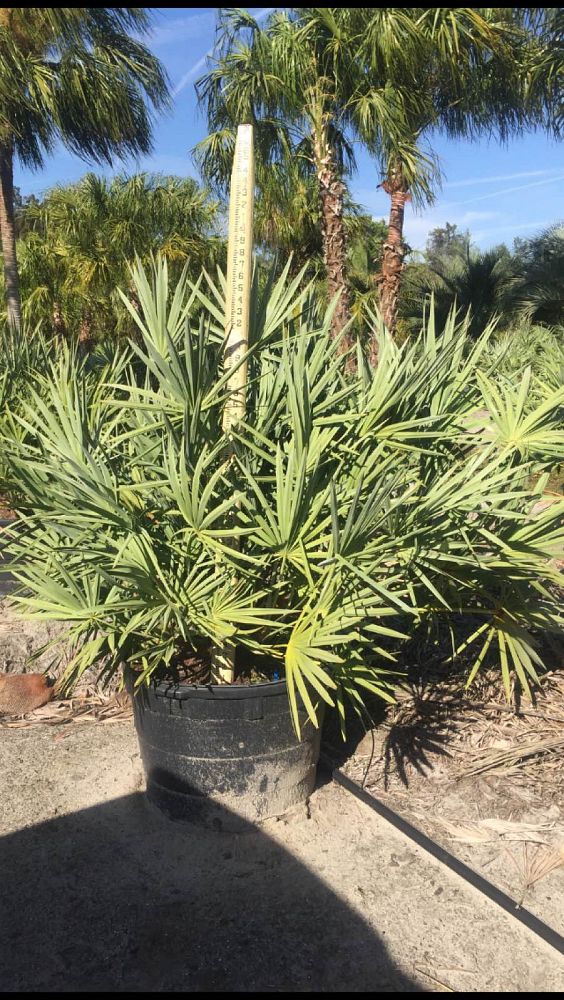 serenoa-repens-cinerea-silver-saw-palmetto