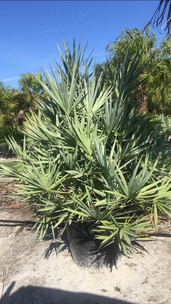 serenoa-repens-cinerea-silver-saw-palmetto