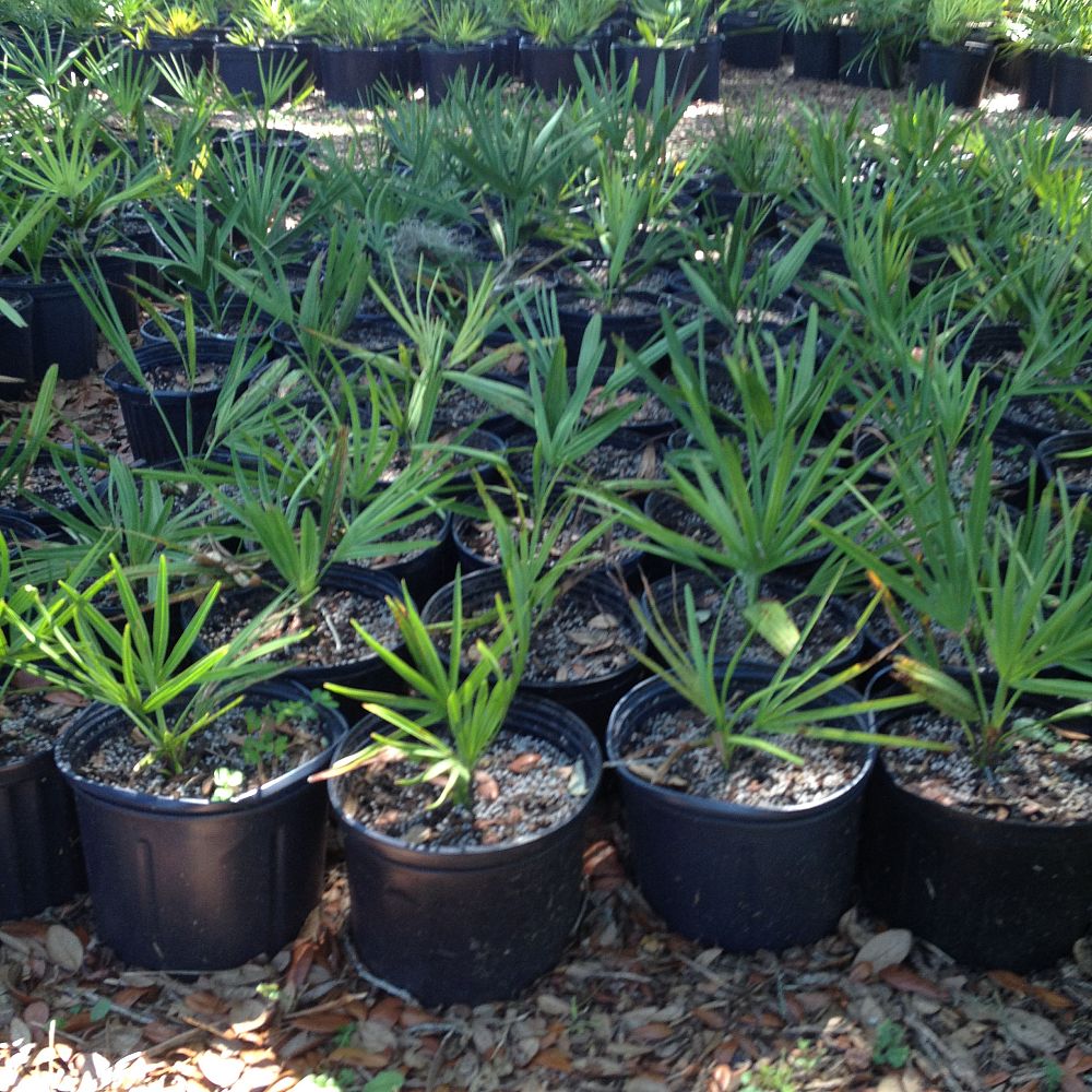 serenoa-repens-cinerea-silver-saw-palmetto