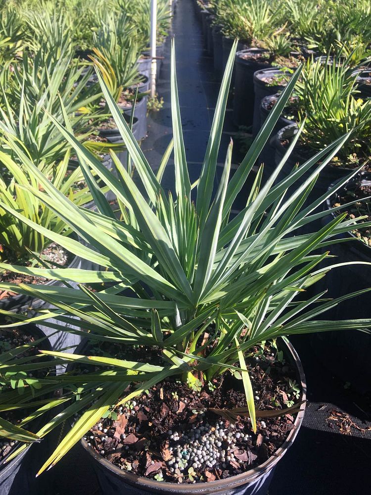 serenoa-repens-cinerea-silver-saw-palmetto