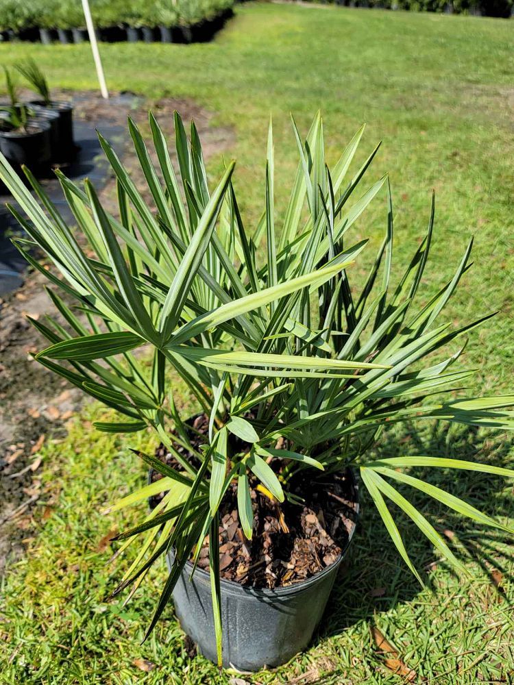 serenoa-repens-cinerea-silver-saw-palmetto