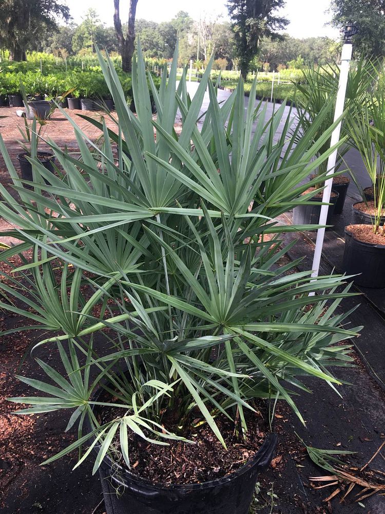 serenoa-repens-cinerea-silver-saw-palmetto