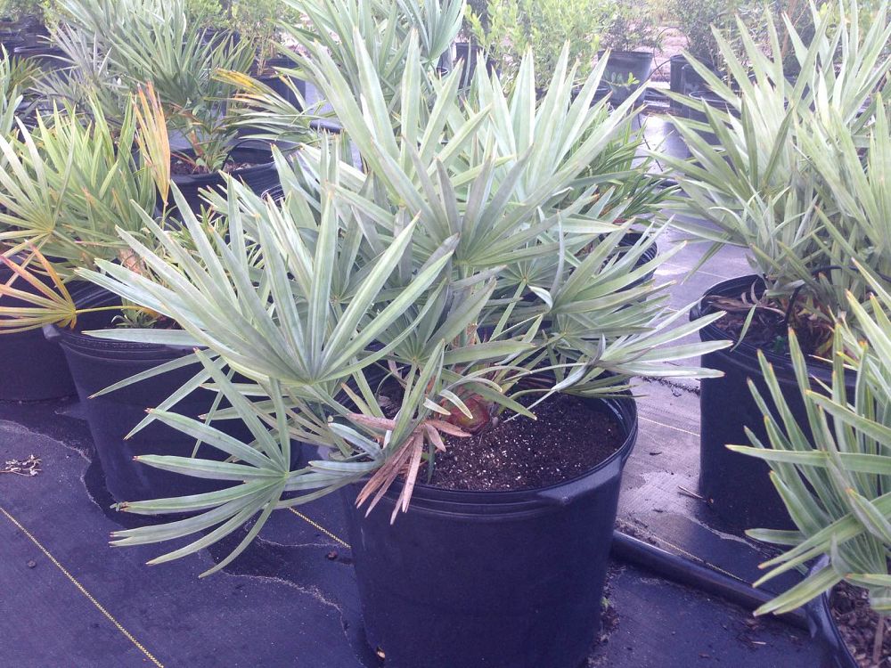 serenoa-repens-cinerea-silver-saw-palmetto