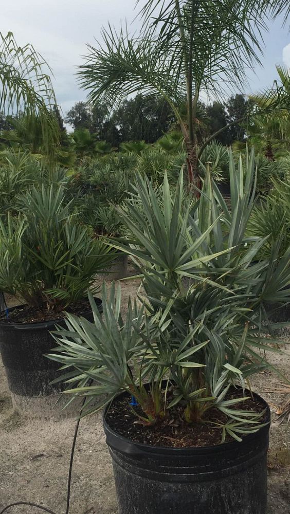 serenoa-repens-cinerea-silver-saw-palmetto