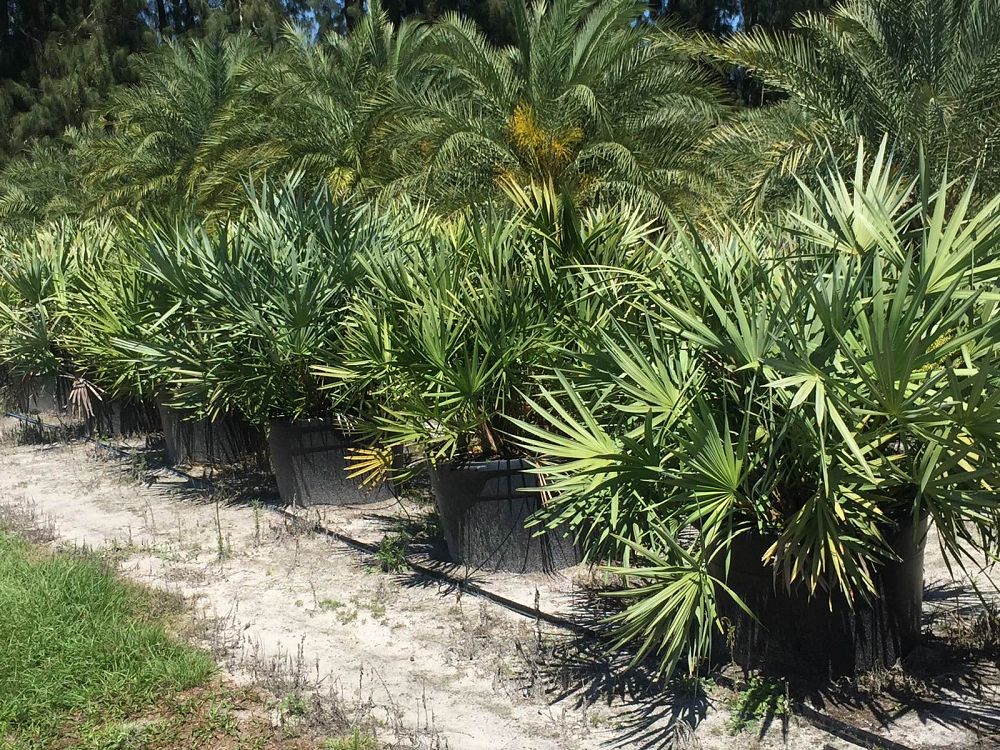 serenoa-repens-cinerea-silver-saw-palmetto