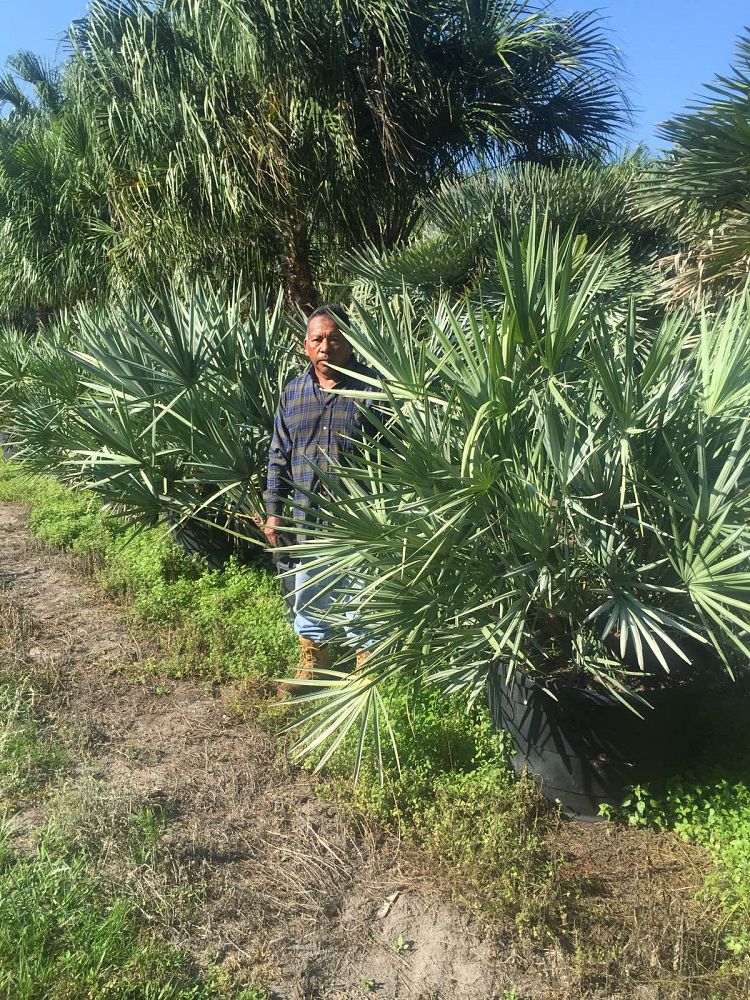 serenoa-repens-cinerea-silver-saw-palmetto