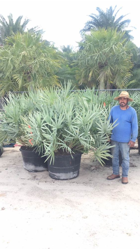 serenoa-repens-cinerea-silver-saw-palmetto