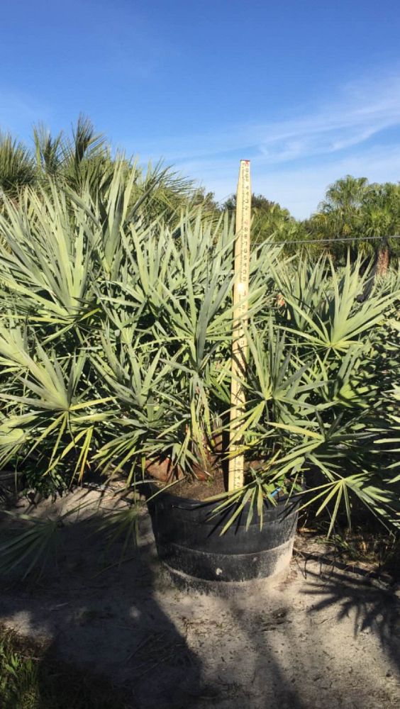 serenoa-repens-cinerea-silver-saw-palmetto