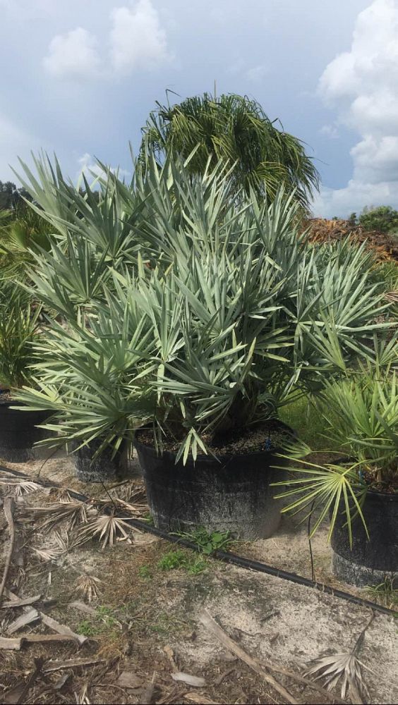 serenoa-repens-cinerea-silver-saw-palmetto