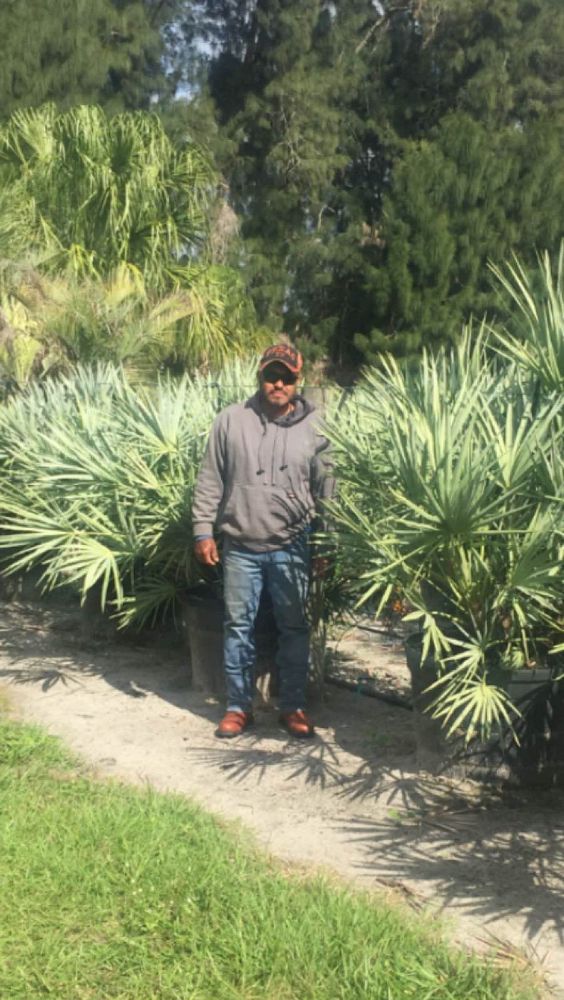 serenoa-repens-cinerea-silver-saw-palmetto