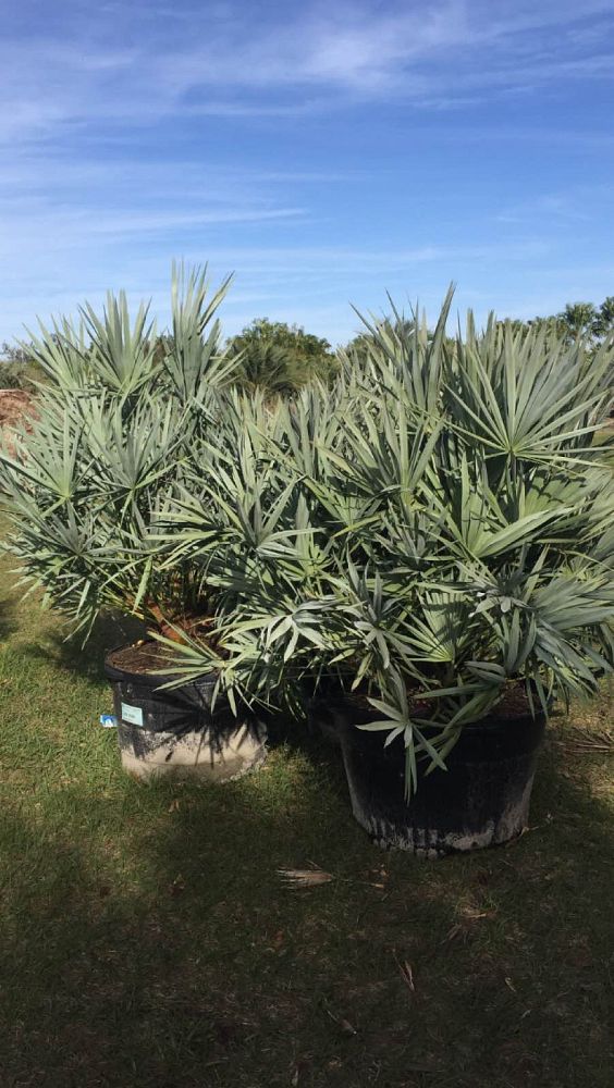 serenoa-repens-cinerea-silver-saw-palmetto
