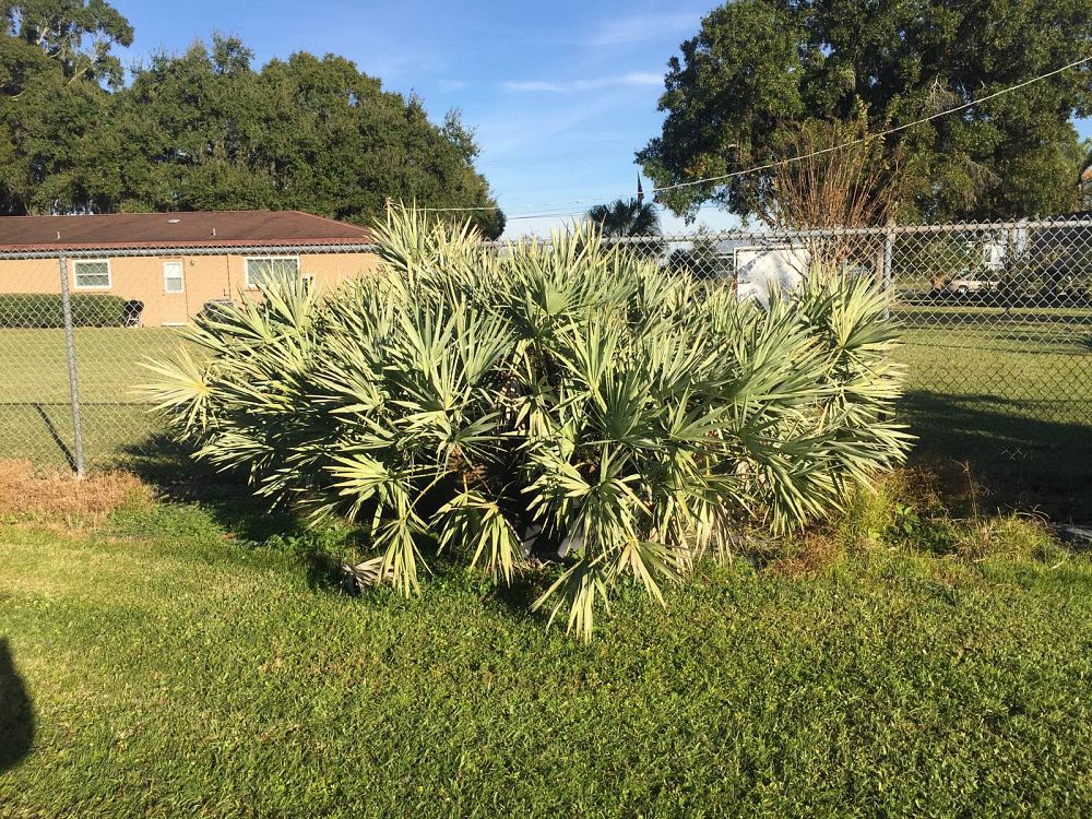 serenoa-repens-cinerea-silver-saw-palmetto