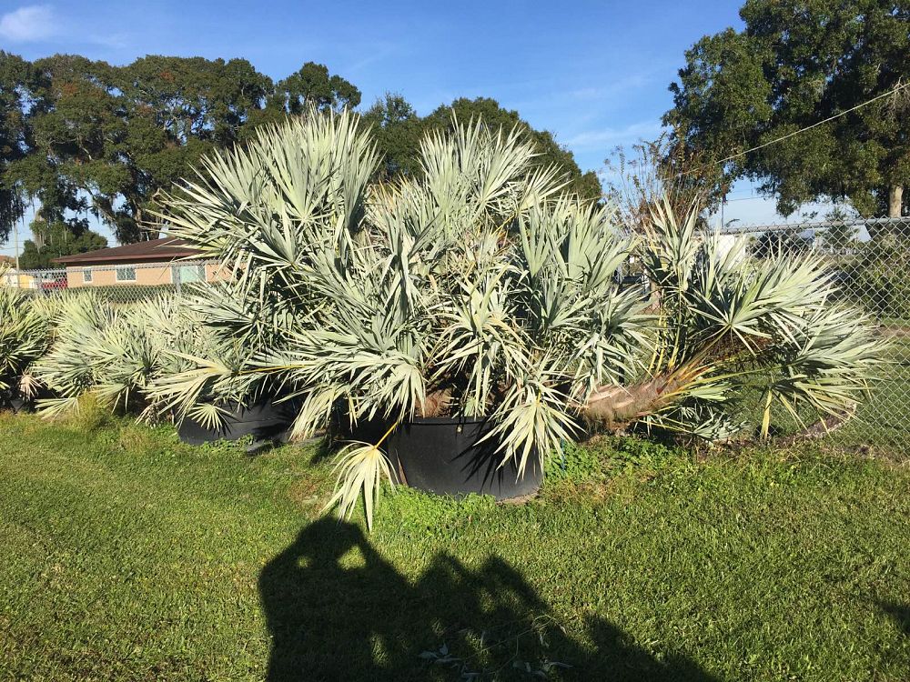 serenoa-repens-cinerea-silver-saw-palmetto