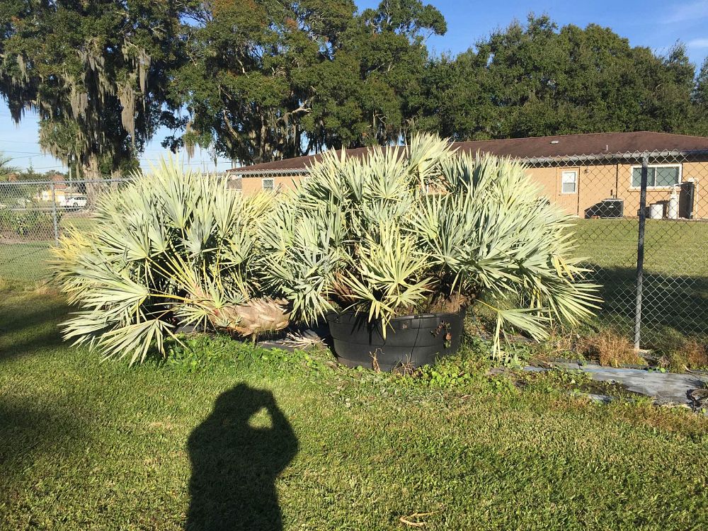 serenoa-repens-cinerea-silver-saw-palmetto