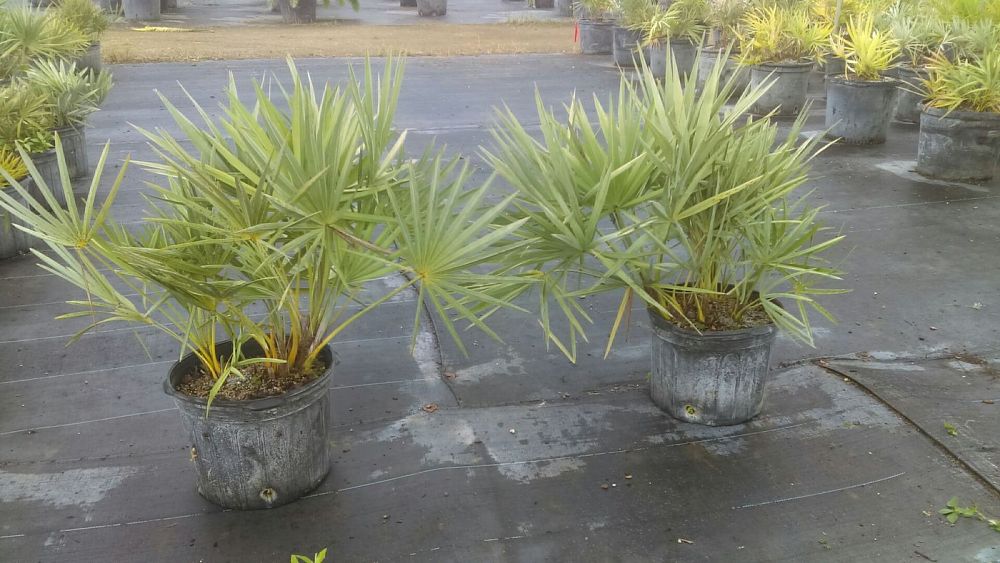 serenoa-repens-cinerea-silver-saw-palmetto