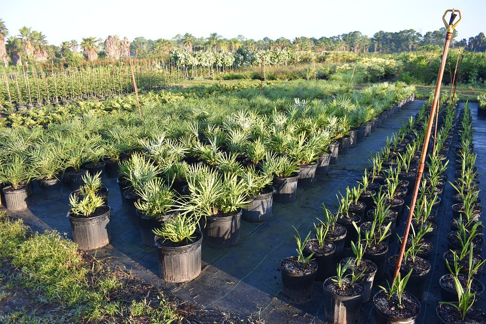 serenoa-repens-cinerea-silver-saw-palmetto