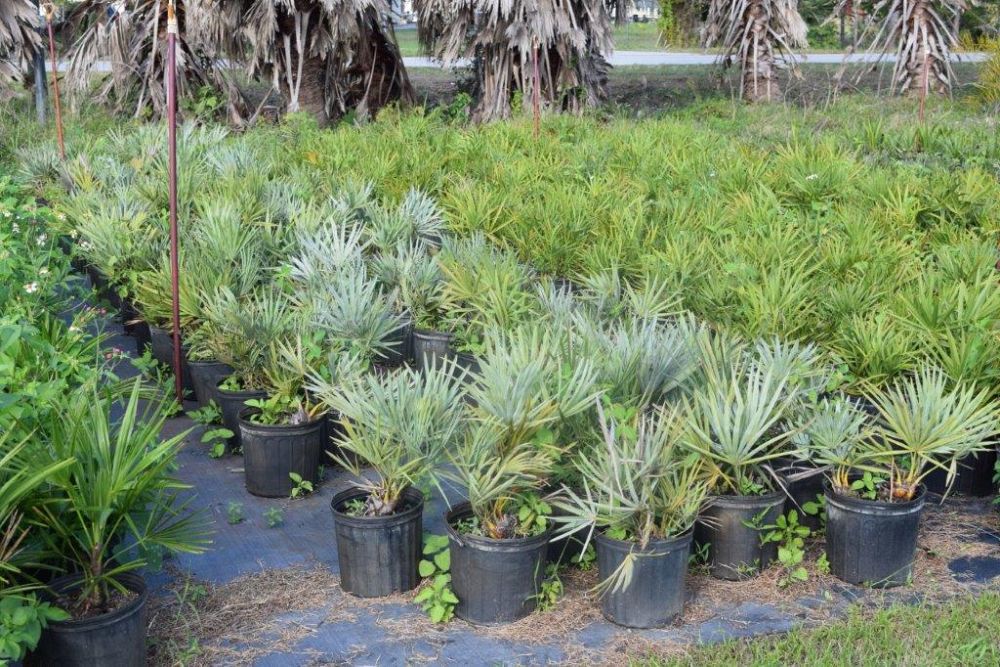 serenoa-repens-cinerea-silver-saw-palmetto