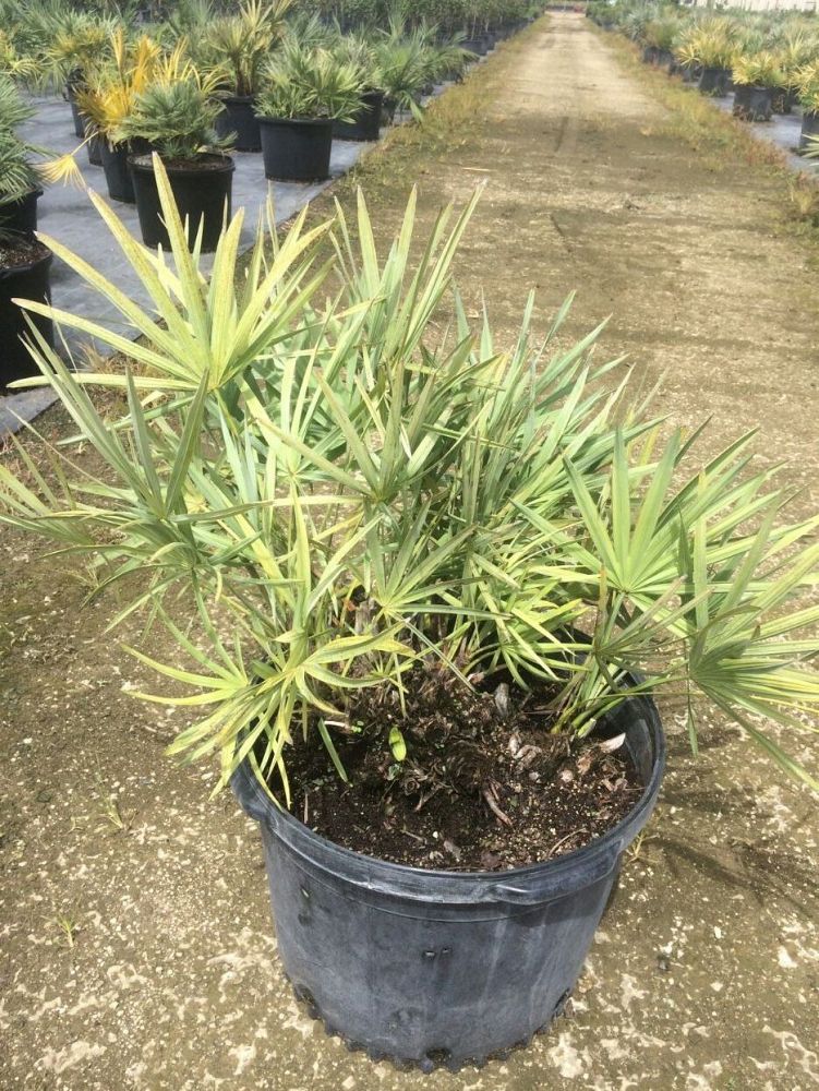 serenoa-repens-cinerea-silver-saw-palmetto