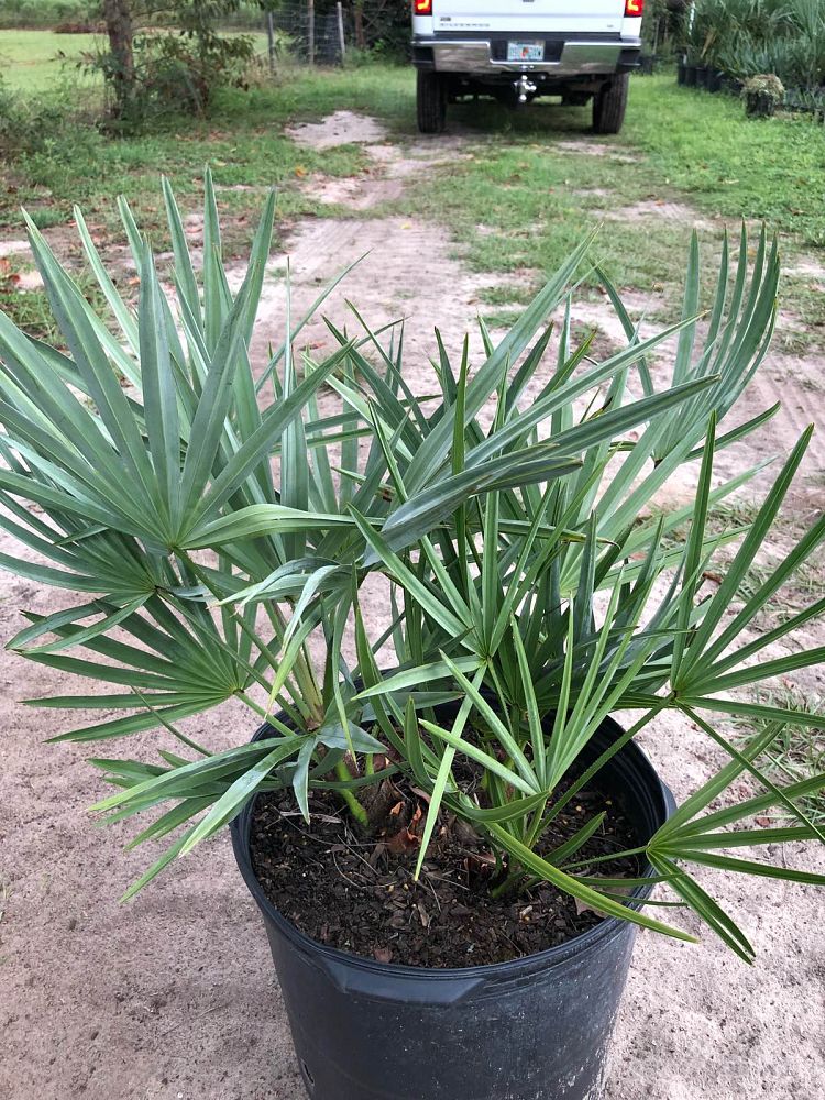 serenoa-repens-cinerea-silver-saw-palmetto