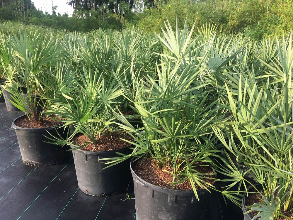 serenoa-repens-cinerea-silver-saw-palmetto