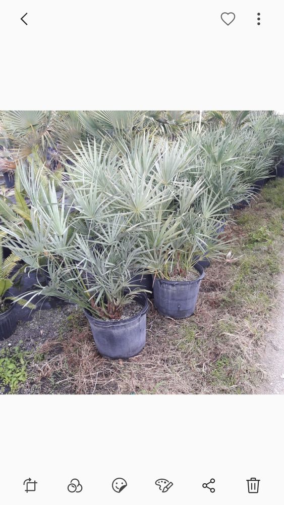 serenoa-repens-cinerea-silver-saw-palmetto