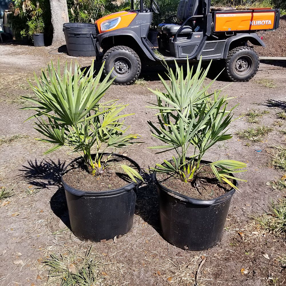 serenoa-repens-cinerea-silver-saw-palmetto