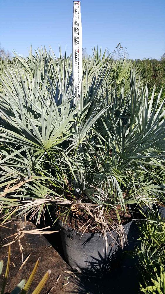 serenoa-repens-cinerea-silver-saw-palmetto
