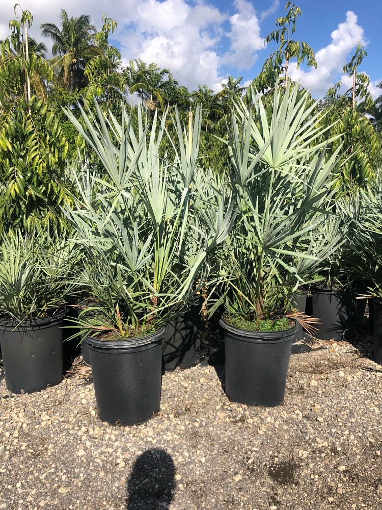serenoa-repens-cinerea-silver-saw-palmetto