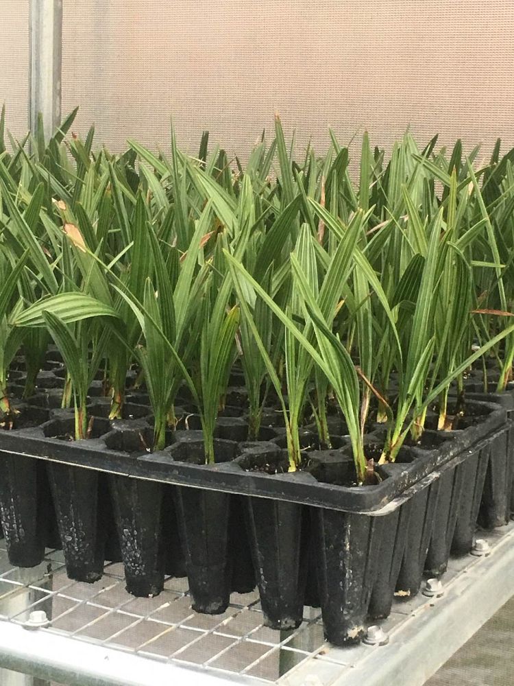 serenoa-repens-cinerea-silver-saw-palmetto