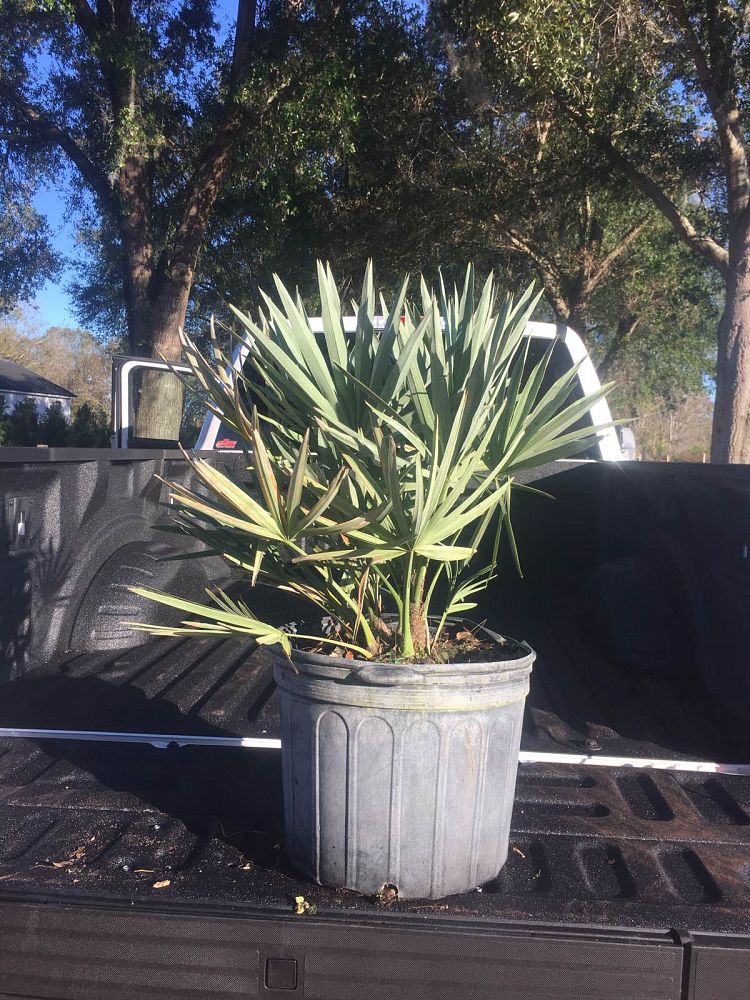 serenoa-repens-cinerea-silver-saw-palmetto