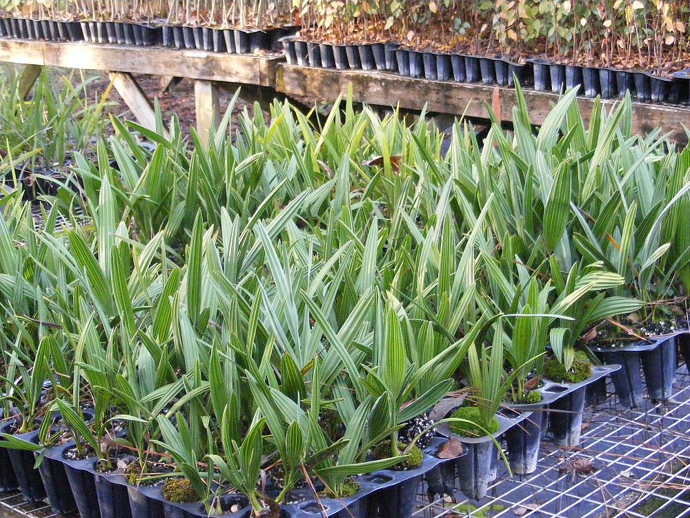 serenoa-repens-cinerea-silver-saw-palmetto