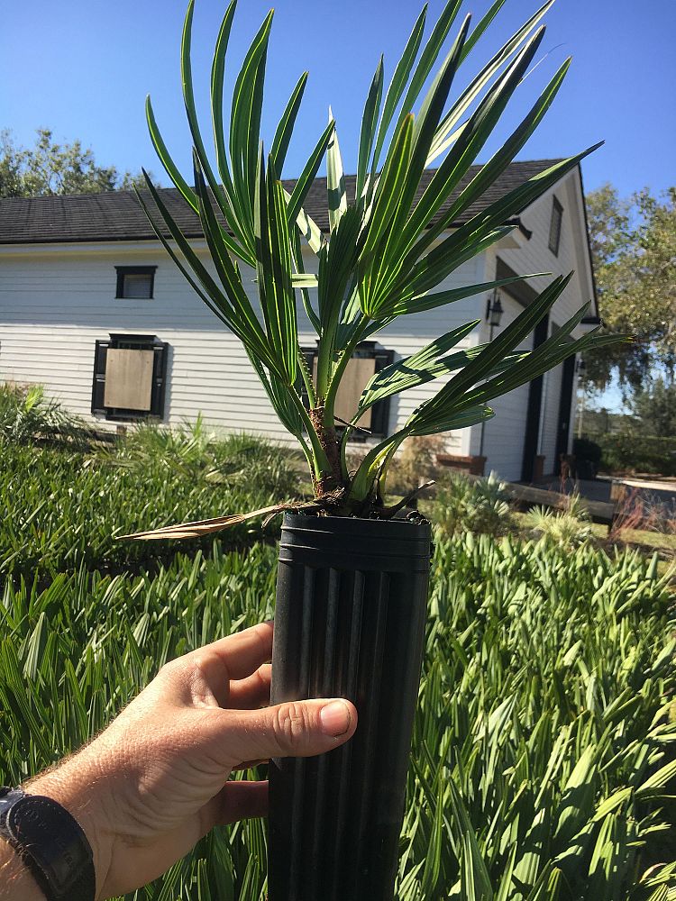 serenoa-repens-cinerea-silver-saw-palmetto