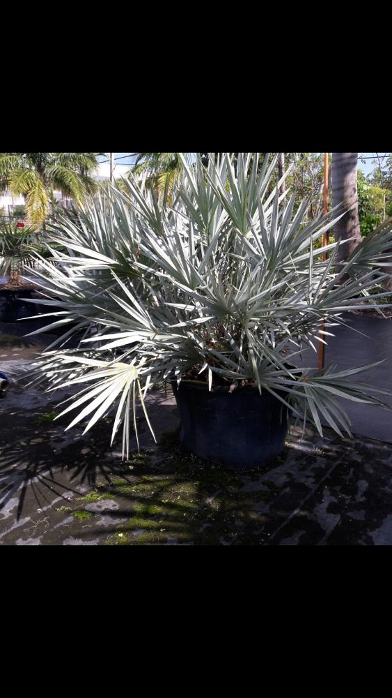 serenoa-repens-cinerea-silver-saw-palmetto