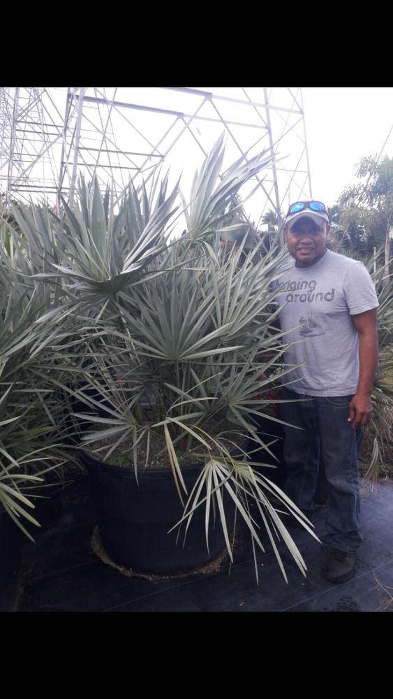 serenoa-repens-cinerea-silver-saw-palmetto