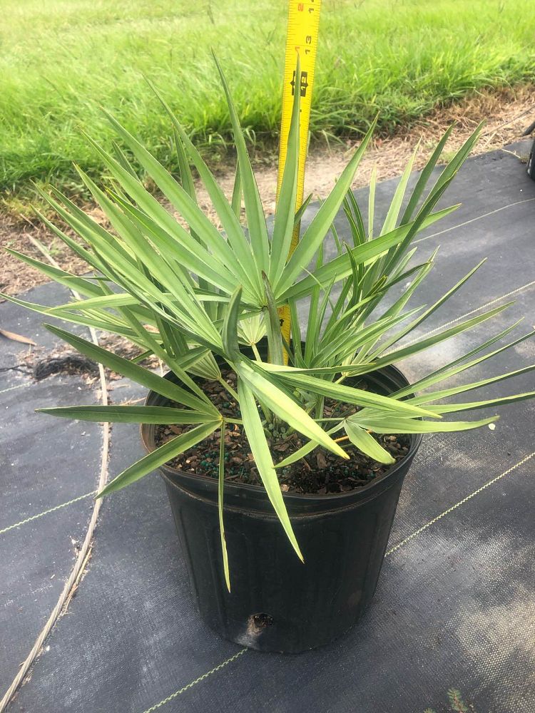 serenoa-repens-cinerea-silver-saw-palmetto