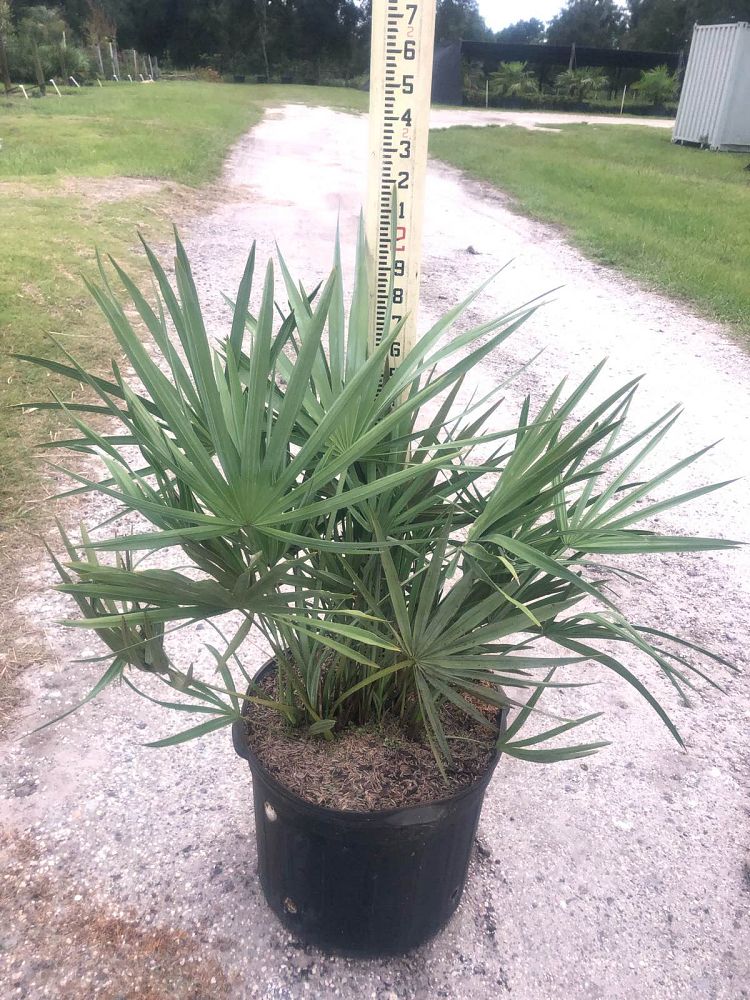 serenoa-repens-cinerea-silver-saw-palmetto