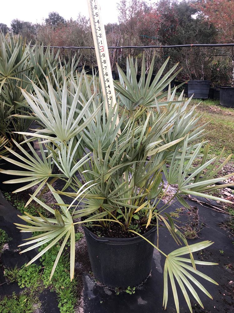 serenoa-repens-cinerea-silver-saw-palmetto