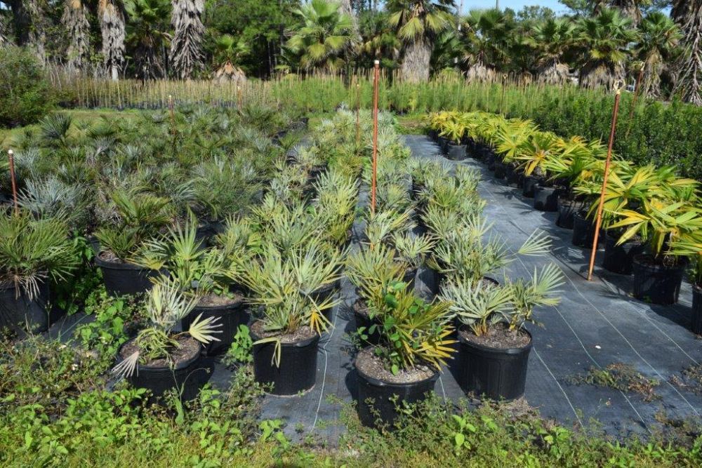 serenoa-repens-cinerea-silver-saw-palmetto